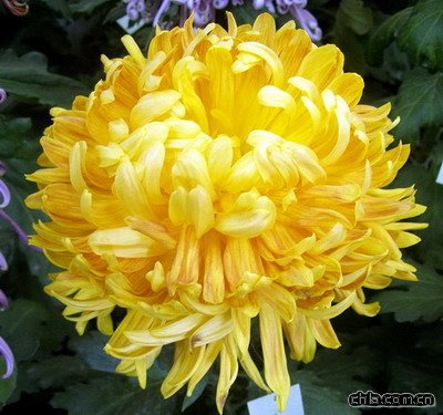 北海公園舉辦第二十九屆菊花展