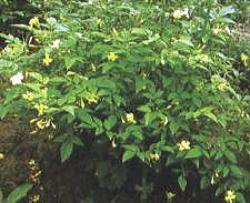 濃香茉莉