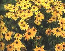 金光菊