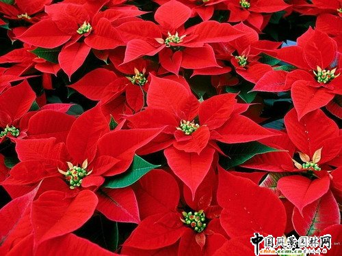 一品紅(圖)
