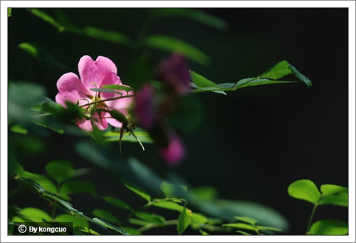 14.薔薇科薔薇屬刺薔薇1