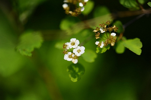 16.薔薇科繡線(xiàn)菊屬三裂繡線(xiàn)菊（炸魚(yú)拍攝）