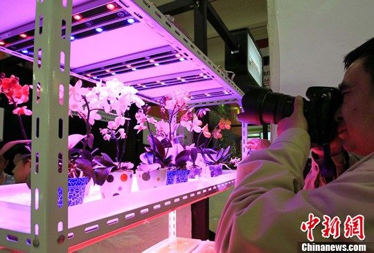 點(diǎn)圖查看下一頁(yè) 圖:上海展示“LED種植的鮮花”