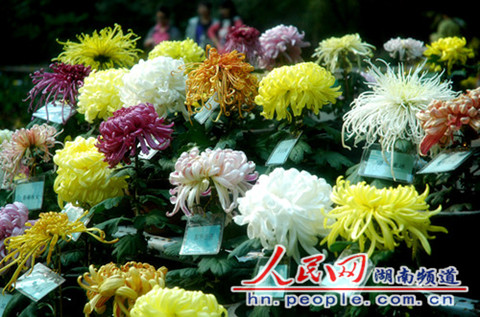 花開(kāi)正濃