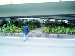 綠化帶 司機 橫穿馬路 中國風(fēng)景園林網(wǎng)