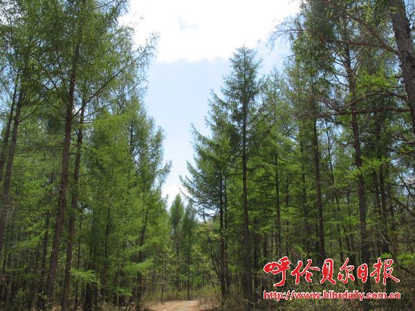 城市 園林 內蒙 扎蘭屯市 創(chuàng  )建 國家級森林城市 中國風(fēng)景園林網(wǎng)