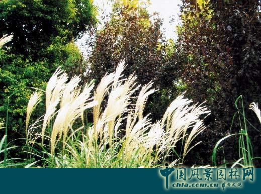 連載 劉秀晨 綠色的云 中國近代園林史 特征 中國風(fēng)景園林網(wǎng)