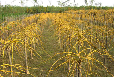 觀(guān)枝植物 金枝龍爪槐 綠化