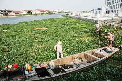 外來(lái)物種 物種入侵 植物種子 生態(tài)系統