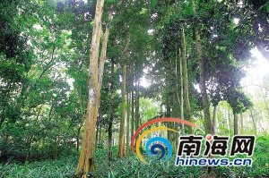 海南瀕危珍稀植物油楠，保存在儋州中國熱帶農業(yè)科學(xué)院植物園內。海南日報記者蘇曉杰攝