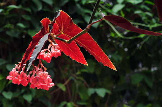 北京世界花卉大觀(guān)園
