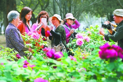 北京植物園和中國科學(xué)院植物研究所植物園共同舉辦首屆牡丹文化節