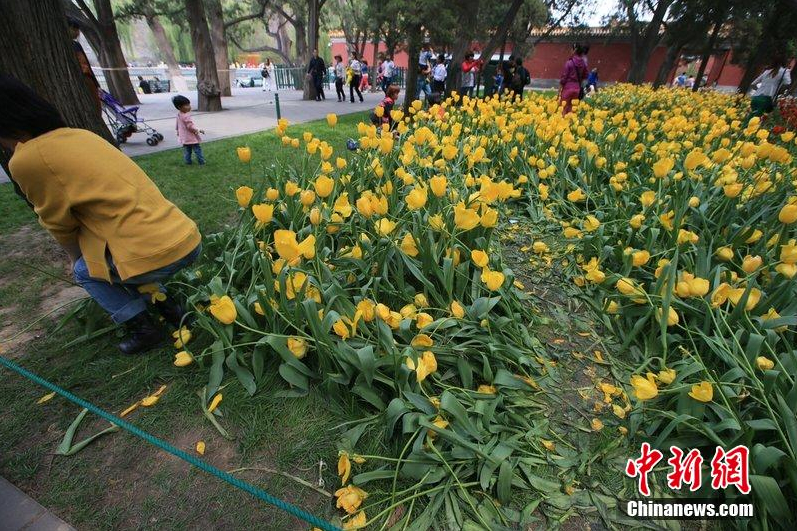 游客進(jìn)入花叢隨意踩踏