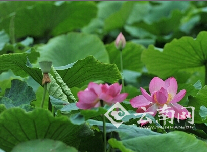 昆明：大觀(guān)公園