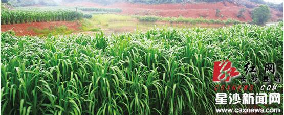 長(cháng)沙縣推廣“用速生植物捕碳儲碳修復大氣環(huán)境”技術(shù)