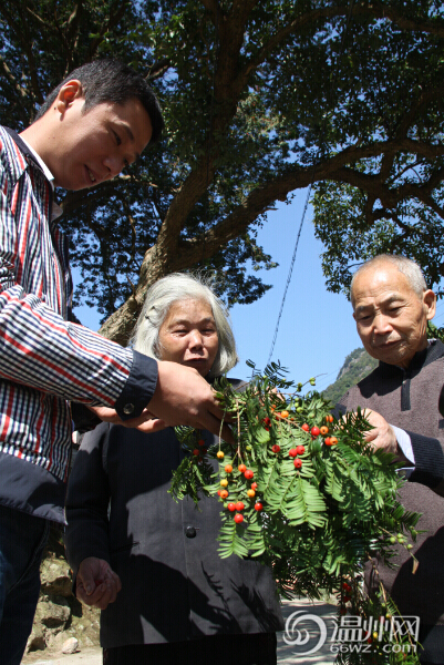 永嘉五百年“植物黃金”紅豆杉 紅果掛滿(mǎn)枝