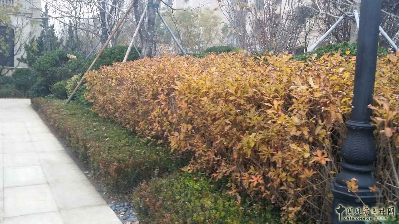 園冶杯 住宅景觀(guān)獎 遠洋鉆石灣 景觀(guān)園林