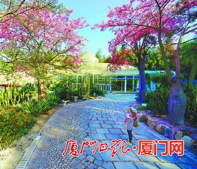 今年是美麗廈門(mén)戰略規劃實(shí)施元年，在市委市政府的高度重視下，按照市市政園林局的部署，廈門(mén)園林植物園正圍繞“青山碧海、紅花白鷺”大花園城市戰略，以植物引種馴化為核心，以植物專(zhuān)類(lèi)園區建設為抓手，為鷺島的園林綠化發(fā)展、生態(tài)文明建設先行先試添磚加瓦。