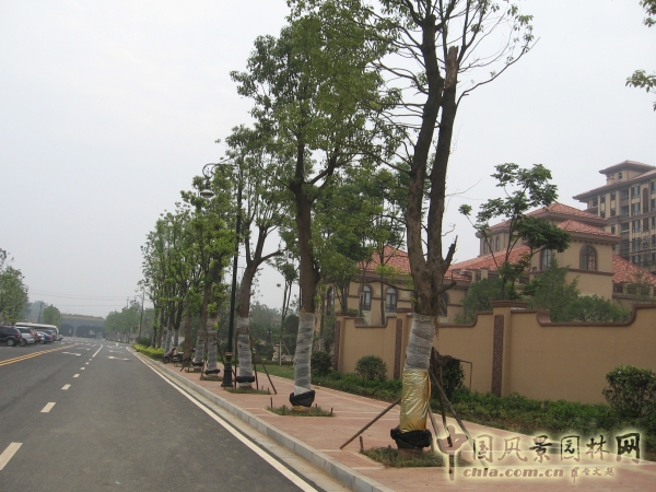 2015住宅景觀(guān)獎：洞庭湖國際公館一期別墅景觀(guān)綠化