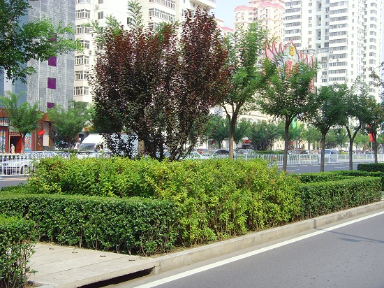 北京奧運中心區整體道路景觀(guān)系統規劃設計
