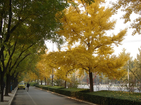 北京市重點(diǎn)城市道路規劃設計