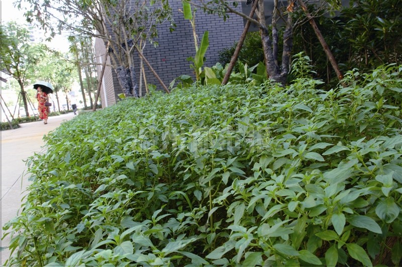 綠化帶不種花草種中藥 溫州首條中醫藥街落戶(hù)南塘