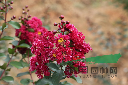 湖南林科院育成五個(gè)紫薇新品種