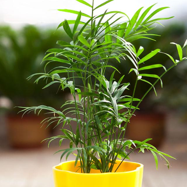 可除室內甲醛的八種植物