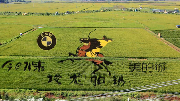 遼寧沈陽(yáng)“3D稻田畫(huà)”進(jìn)入最佳觀(guān)賞期