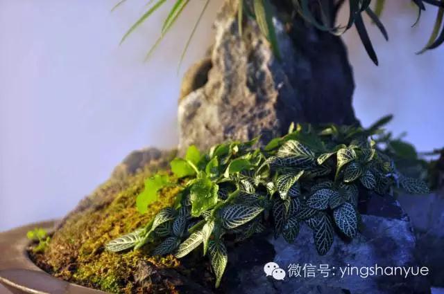 墨爻盆景作品：山澗初醒 谷音回蕩——《山澗聽(tīng)谷》