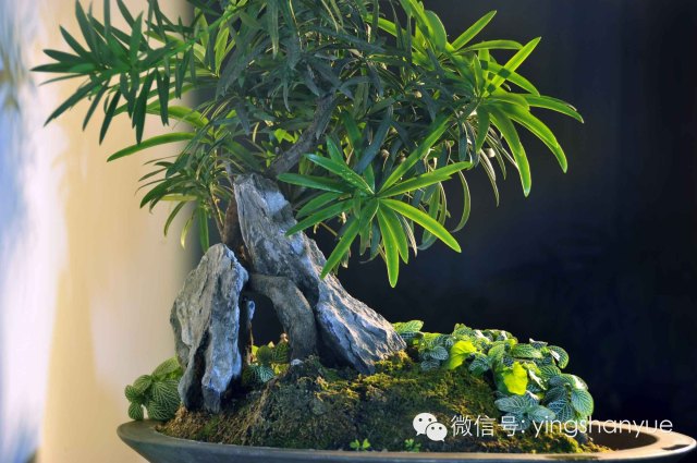 墨爻盆景作品：山澗初醒 谷音回蕩——《山澗聽(tīng)谷》