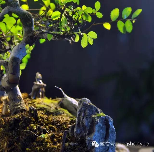 墨爻盆景作品：古樹(shù)寒溪，牧童歸去——《雙榆溪隱》