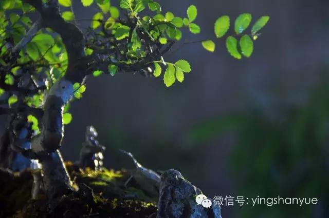 墨爻盆景作品：古樹(shù)寒溪，牧童歸去——《雙榆溪隱》