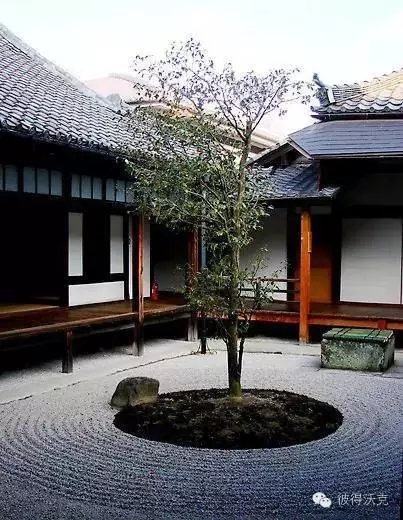 日式園林中的樹(shù)