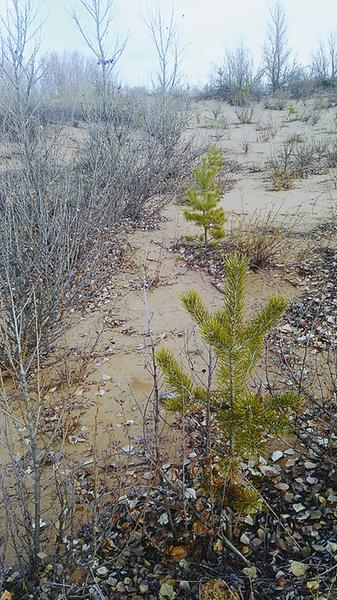 陜西榆林“三北”防護林區有楊樹(shù)死亡 部分植物老化