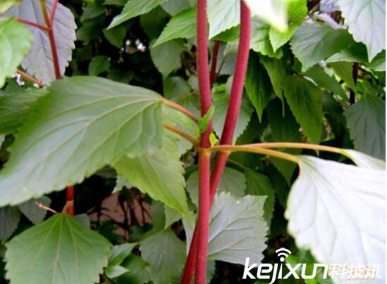 植物知識：中國入侵植物盤(pán)點(diǎn)