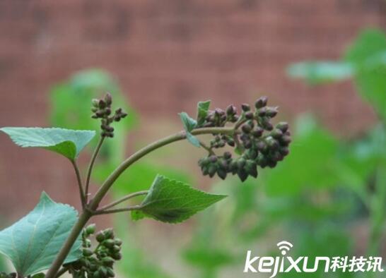 植物知識：中國入侵植物盤(pán)點(diǎn)