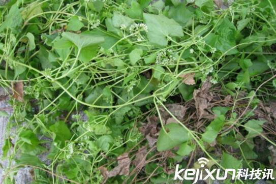 植物知識：中國入侵植物盤(pán)點(diǎn)