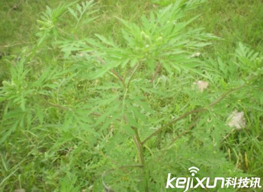 植物知識：中國入侵植物盤(pán)點(diǎn)