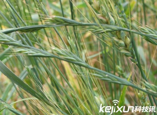 植物知識：中國入侵植物盤(pán)點(diǎn)