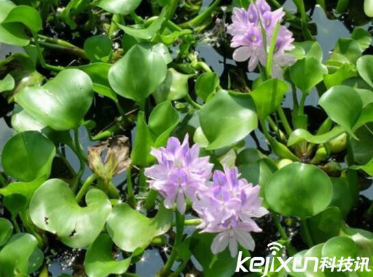 植物知識：中國入侵植物盤(pán)點(diǎn)
