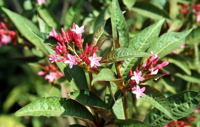 這些以“雞”為名的植物你認識幾個(gè)？