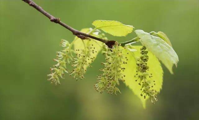 這些以“雞”為名的植物你認識幾個(gè)？
