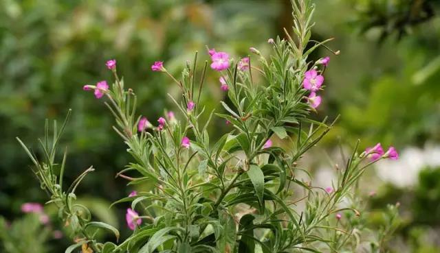 這些以“雞”為名的植物你認識幾個(gè)？
