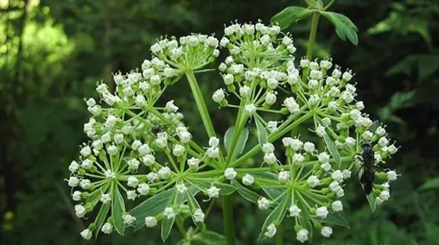 這些以“雞”為名的植物你認識幾個(gè)？
