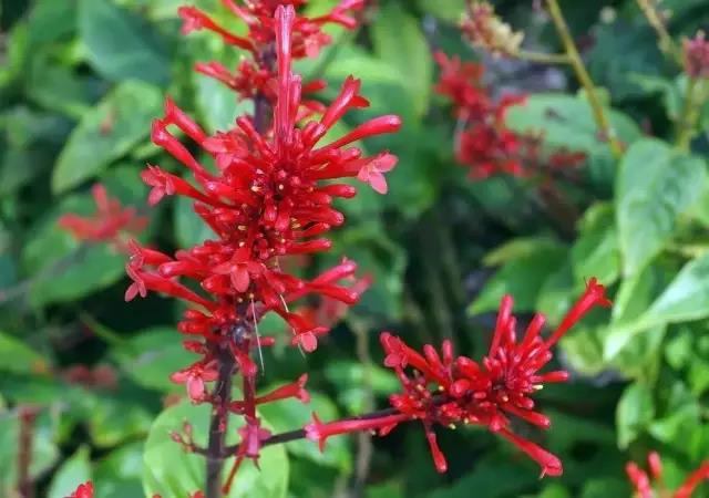 這些以“雞”為名的植物你認識幾個(gè)？