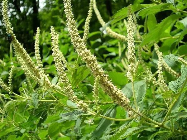 這些以“雞”為名的植物你認識幾個(gè)？
