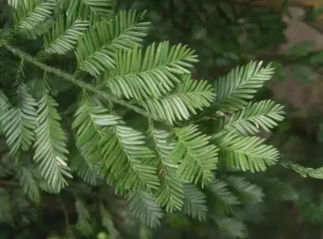 這些以“雞”為名的植物你認識幾個(gè)？