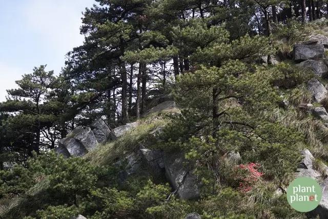 六種你不能錯過(guò)的早春開(kāi)花的最美灌木