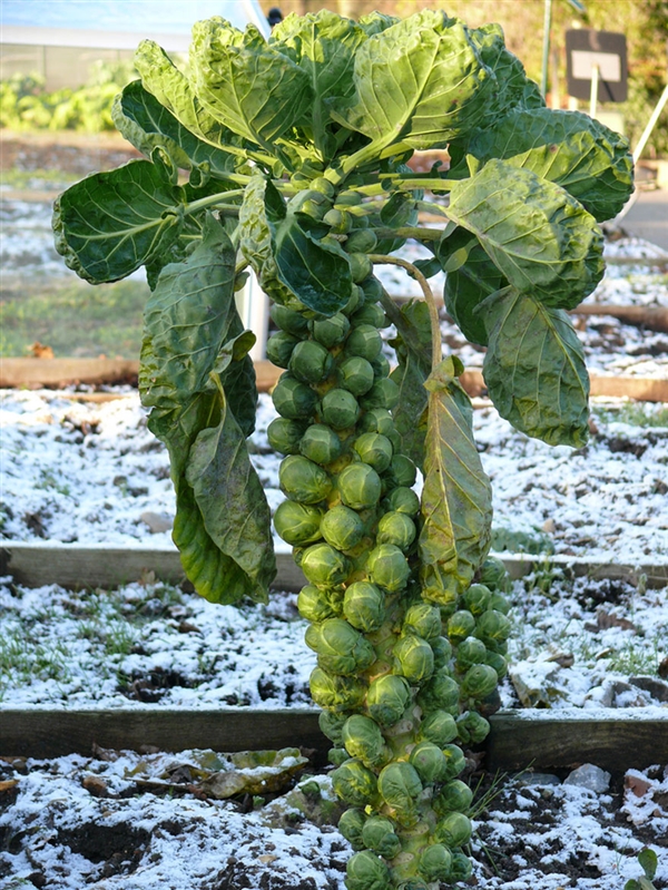 一些植物從開(kāi)花到結果的照片